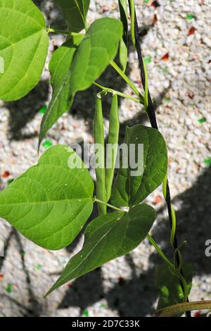 Haricots verts suspendus sur une plante avec un verre écrasé stuc en arrière-plan Banque D'Images