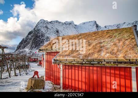 Des têtes de poisson et des filets de poisson à l'état de séchée dans le village de pêcheurs historique des îles Lofoten, en Norvège Banque D'Images