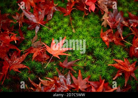 Feuille d'érable rouge vif de près sur le sol il y a de petites roches et de la mousse verte. Dans la forêt d'automne au Japon, les feuilles semblent imbibées d'eau. Banque D'Images