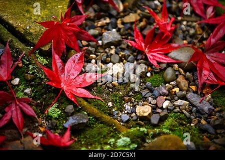 Feuille d'érable rouge vif de près sur le sol il y a de petites roches et de la mousse verte. Dans la forêt d'automne au Japon, les feuilles semblent imbibées d'eau. Banque D'Images