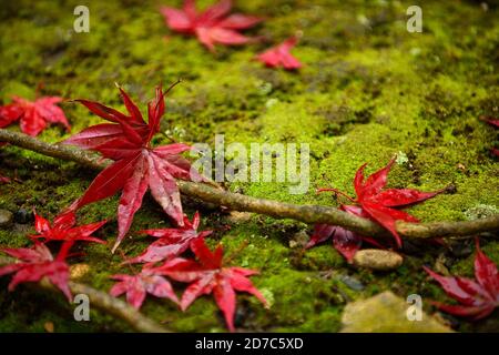 Feuille d'érable rouge vif de près sur le sol il y a de petites roches et de la mousse verte. Dans la forêt d'automne au Japon, les feuilles semblent imbibées d'eau. Banque D'Images