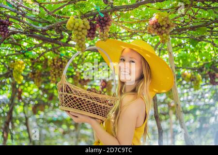 Bonne femme souriante avec récolte de raisin rouge dans le panier, coucher de soleil sur le fond du vignoble Banque D'Images