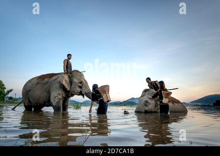 Province de Dak Lak, Vietnam-6 septembre 2020 : les jeunes de la minorité ethnique baignent leurs éléphants dans le lac de Lak, dans la province de Dak Lak, Vietnam Banque D'Images