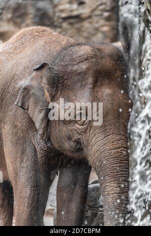 Eléphant asiatique boire de la cascade de baignade dans le zoo Banque D'Images