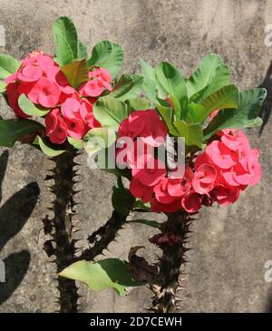 Belles images de fleurs de cactus Banque D'Images