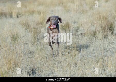 Weimaraner en cours d'exécution Banque D'Images