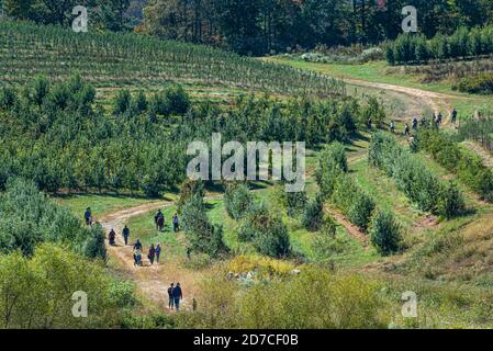 Les gens qui apprécient une belle journée d'automne explorant un verger de pomme dans les vergers Mercier à Blue Ridge, Géorgie. (ÉTATS-UNIS) Banque D'Images