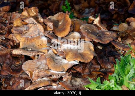 Grande souche de champignon mature du miel - Armillaria mellea on ancienne souche d'arbre Banque D'Images