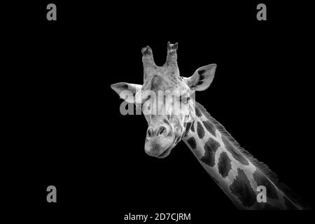 Tête de girafe noire et blanche isolée sur fond noir. Banque D'Images