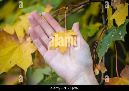 Les mains des femmes tiennent une feuille jaune. Une petite feuille jaune sur la main d'une femme. Banque D'Images