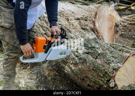 Services publics professionnels de la ville coupant un gros arbre dans la ville après un ouragan, les arbres sont endommagés par une tempête Banque D'Images