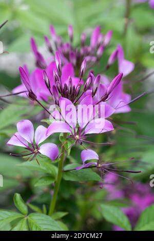 fleur d'araignée rose en jardin d'été macro Banque D'Images