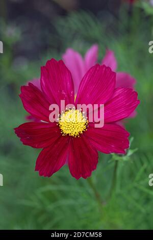 fleur cosmos rose avec macro milieu jaune Banque D'Images