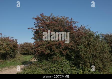 Baies rouges automnales d'un arbre de faucons (Crataegus monogyna) poussant sur la craie de Diable's Dyke dans les South Downs dans West Sussex, Banque D'Images