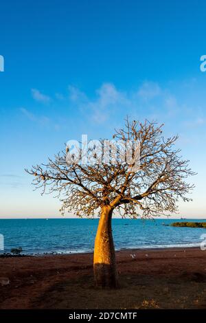 Boab Tree à Broome's Town Beach. Banque D'Images