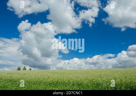 Fleurs blanches de sarrasin croissant dans le champ agricole sur un fond de ciel bleu avec de beaux nuages. Banque D'Images