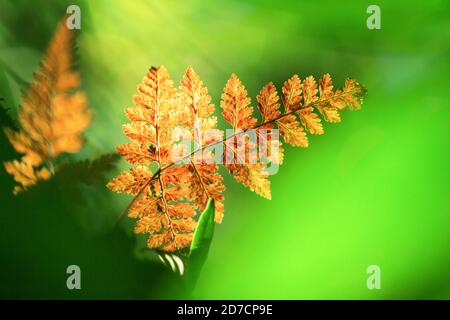 Des feuilles de fougères dorées lumineuses et belles dans la lumière du matin contre le vert flou dans l'arrière-plan. Banque D'Images