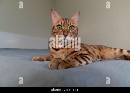 Un Chat Bengal Sur Une Couverture Avec Des Yeux Verts Photo Stock Alamy Un Chat Bengal Sur Une Couverture Avec Des Yeux Verts Photo Stock Alamy