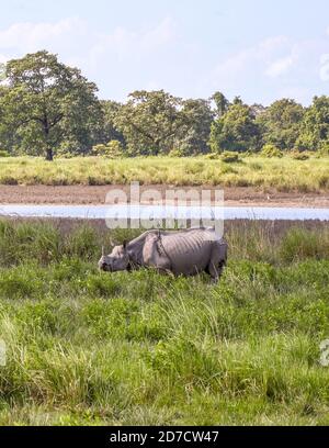 Guwahati, Assam, Inde. 21 octobre 2020. Un rhinocéros à cornes à l'intérieur du parc national de Kaziranga après qu'il soit rouvert pour les touristes d'aujourd'hui au parc national de Kaziranga dans le district de Goalaghhat d'Assam Inde le mercredi 21 octobre 2020. Credit: Dasarath Deka/ZUMA Wire/Alay Live News Banque D'Images