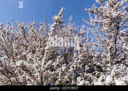 Printemps fleur bleu ciel Prunus hessei Banque D'Images