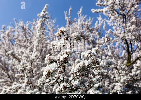 Branche d'arbre en fleur Prunus cerasifera Hessei Banque D'Images