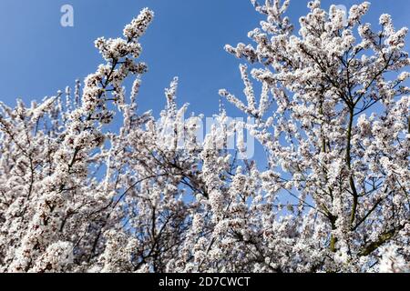 Branche de fleurs Prunus Hessei Banque D'Images