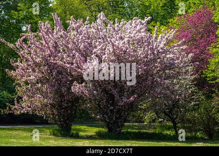 Arbres printaniers en pleine floraison par temps ensoleillé, arbres fleuris dans le parc Banque D'Images
