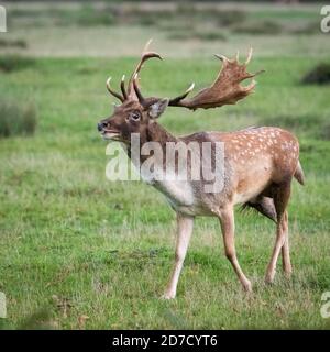 Flow Deer Stag, Bushy Park, Londres Banque D'Images