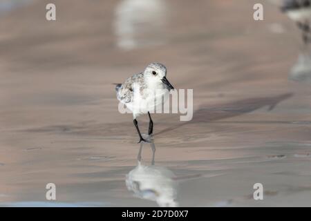 Sanderling; Calidris alba; Walking; Royaume-Uni Banque D'Images
