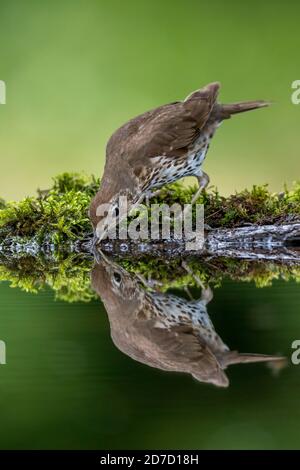 Song Grush; Turdus philomelos; Drinking; Royaume-Uni Banque D'Images