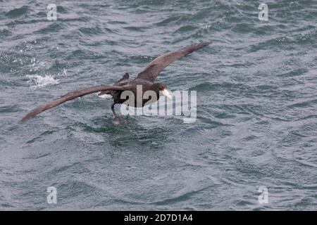 Pétrel géant du sud; Macronectes giganteus; Falklands Banque D'Images