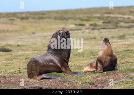 Lion de mer du Sud; Otaria flavescens; paire; Falklands Banque D'Images