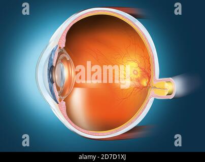 Illustration 3D médicale montrant l'œil humain avec lentille artificielle, rétine, pupille, iris, chambre antérieure, chambre postérieure, corps ciliaire, boule oculaire, bl Banque D'Images