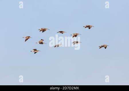 Whimbrel; Numenius phaeopus; Flock in Flight; Royaume-Uni Banque D'Images