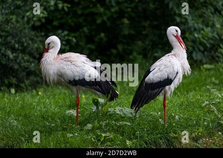 White Storks ; Ciconia ciconia ; captif ; Royaume-Uni Banque D'Images