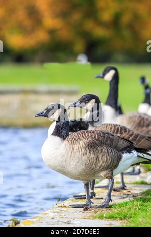 Troupeau du Canada Gesse (Branta canadensis) debout côte à côte au bord des eaux, avec un accent sélectif sur l'oie au premier plan. Banque D'Images