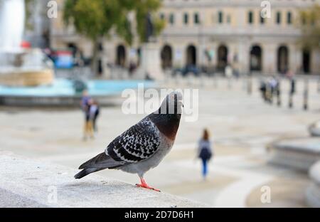 Pigeon commun (Columbidae) debout sur un mur blanc à Trafalgar Square. Les pigeons étaient autrefois une tradition, mais sont maintenant considérés comme des ravageurs Banque D'Images