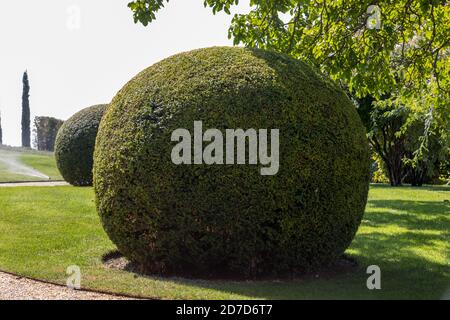 Arbustes de jardin entretenus. Balles de jardin vert en France Banque D'Images