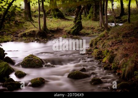 Langholme Beck, près de Lowick, qui s'enroule de façon à descendre des fells et à travers de petites parcelles de bois sur le chemin de rejoindre la rivière Crake. Banque D'Images