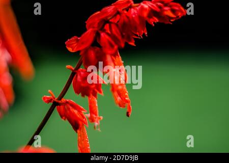 Fleurs rouges dans le jardin. Belle Lobelia cardinalis rouge dans le jardin, fleurs de Lobelia ( L. Cardinalis ) en fleur Banque D'Images