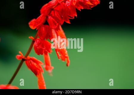 Fleurs rouges dans le jardin. Belle Lobelia cardinalis rouge dans le jardin, fleurs de Lobelia ( L. Cardinalis ) en fleur Banque D'Images