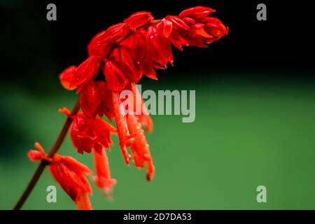 Fleurs rouges dans le jardin. Belle Lobelia cardinalis rouge dans le jardin, fleurs de Lobelia ( L. Cardinalis ) en fleur Banque D'Images