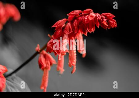 Fleurs rouges dans le jardin. Belle Lobelia cardinalis rouge dans le jardin, fleurs de Lobelia ( L. Cardinalis ) en fleur Banque D'Images