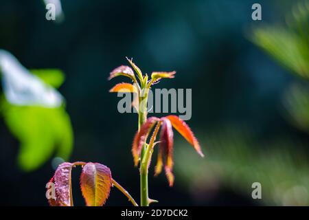 Jeune branche de rose avec feuille verte. Feuille verte de rose. Des feuilles brillantes et succulentes vertes avec du rouge. Banque D'Images