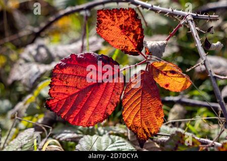 Gros plan de quelques feuilles de BlackBerry tombées au sol ensoleillé en automne Banque D'Images