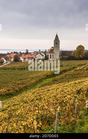 Vue sur le village viticole de Hagnau sur le lac de Constance avec église et vignoble en automne, Bade-Wurtemberg, Allemagne Banque D'Images