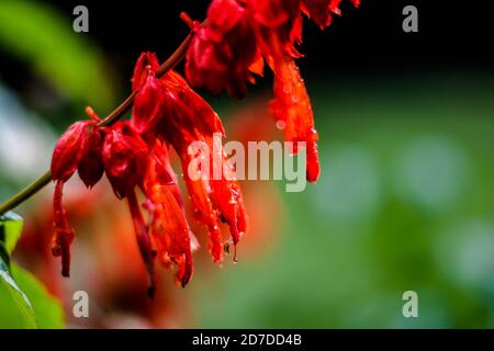 Fleurs rouges dans le jardin. Belle Lobelia cardinalis rouge dans le jardin, fleurs de Lobelia ( L. Cardinalis ) en fleur Banque D'Images