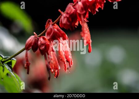 Fleurs rouges dans le jardin. Belle Lobelia cardinalis rouge dans le jardin, fleurs de Lobelia ( L. Cardinalis ) en fleur Banque D'Images