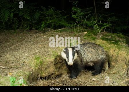 Blaireau femelle sauvage (Meles meles) debout près de la sett. Forêt de Hemsted près de Cranbrooke Kent. 08.07.2007. Banque D'Images