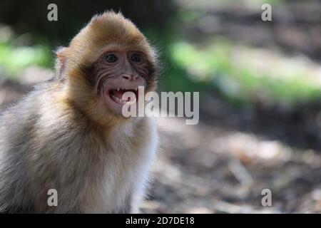 Sauvage macaque au Maroc Banque D'Images